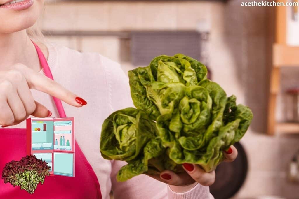 inspecting a lettuce