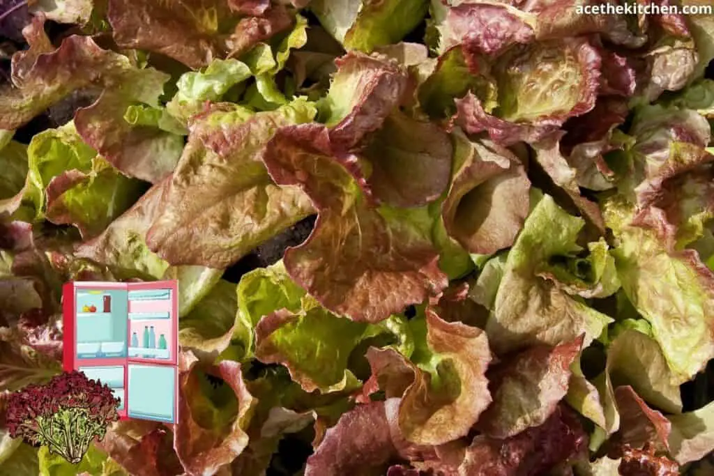 red lettuce leaves