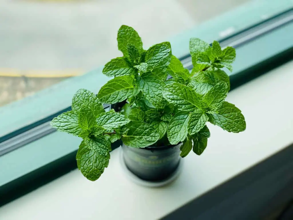 how to store fresh mint