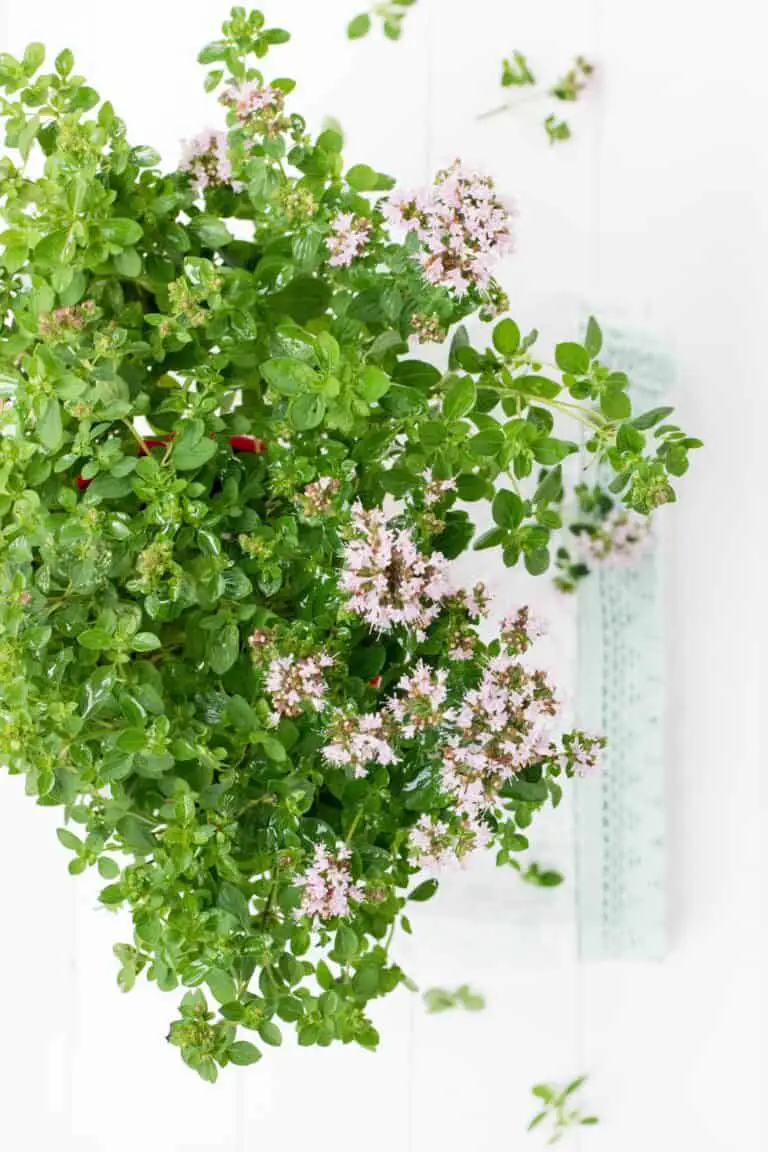 What Is The Best Substitute For Marjoram? [5 Alternatives]