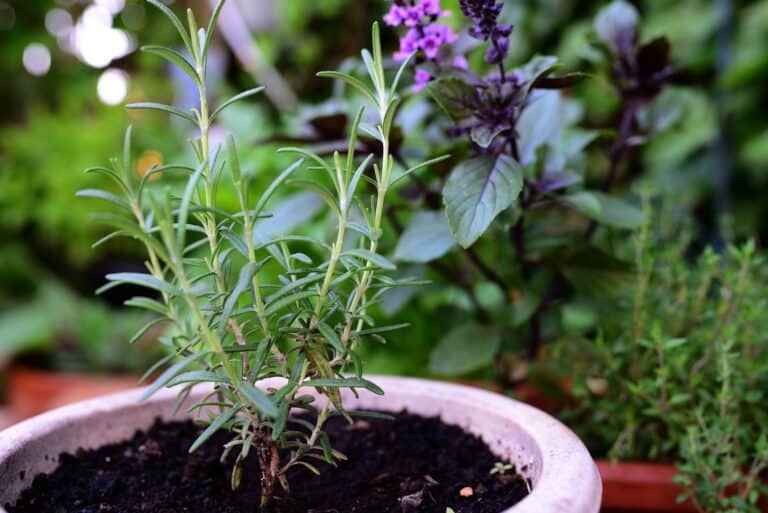 Rosemary vs Thyme: What’s The Difference?