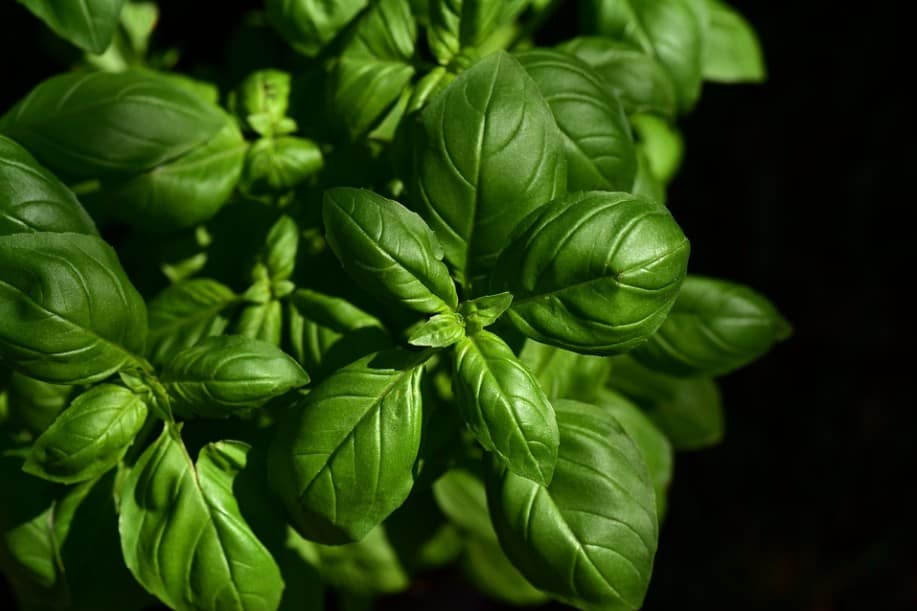 substitute for basil