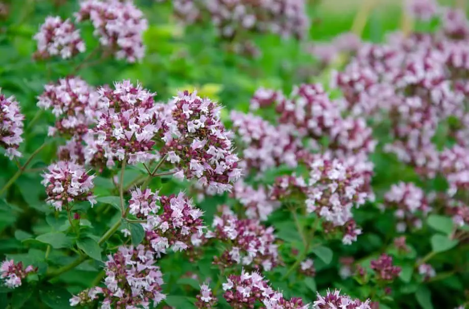 thyme substitute health benefits