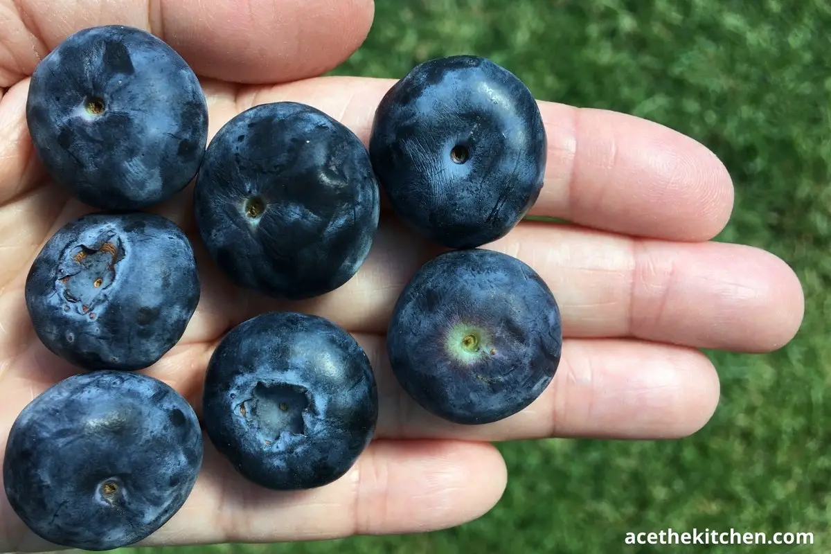 blueberries in hand